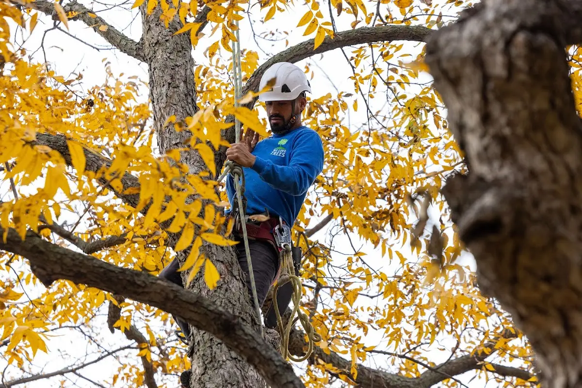Skilled Tree Pruning crew working in Batesville